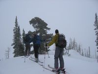 Wasatch, Utah - White Pine