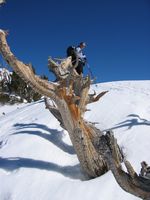 Wasatch in Utah - Gobbler's Knob