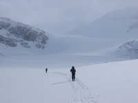 View of Peyto glacier